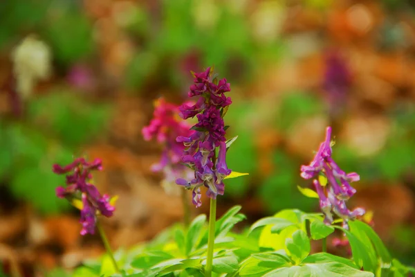 Voorjaarsbloemen — Stockfoto