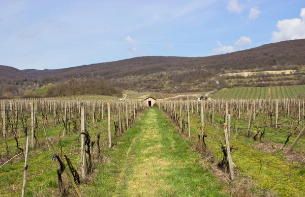 Old Cottage House in Vineyards — Stock Photo, Image