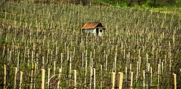 Casa de campo velha em vinhedos — Fotografia de Stock