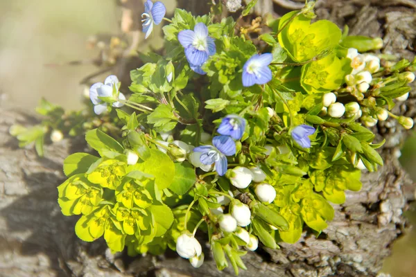 春の花の束 — ストック写真