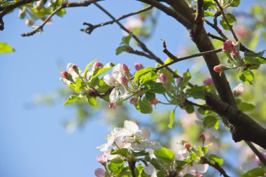 Yeni gelişen ağaçlar