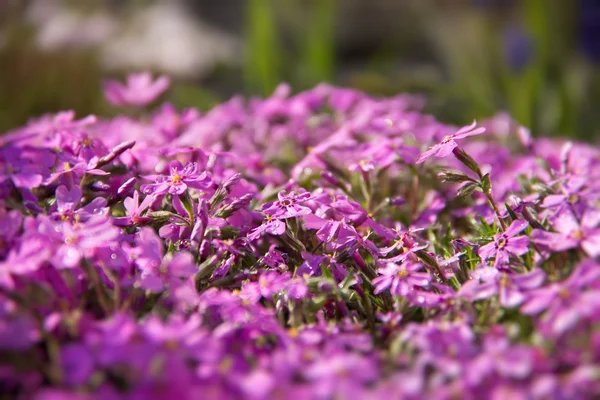 Rosa blommor — Stockfoto