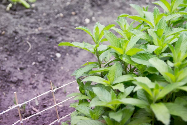 Gardening — Stock Photo, Image