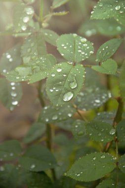 Su damlaları yeşil yapraklara düşer