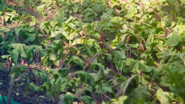 taze bahçe sebzeleri