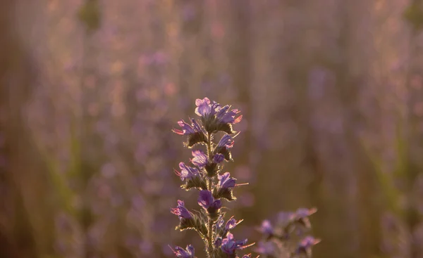 紫の花のフィールドの夕日 — ストック写真