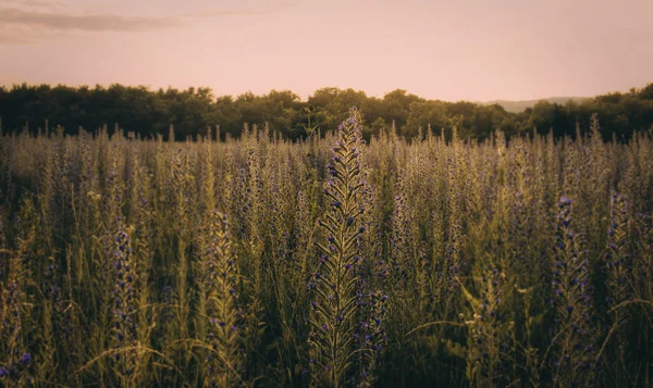 紫の花のフィールドの夕日 — ストック写真