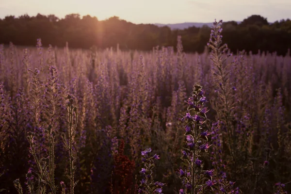 紫の花のフィールドの夕日 — ストック写真