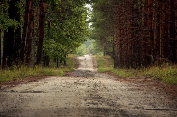 Percorso forestale — Foto Stock