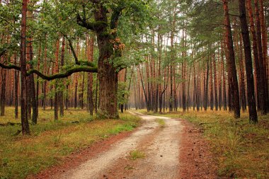 orman yolu