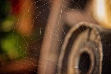 Çiy damlalı örümcek ağı