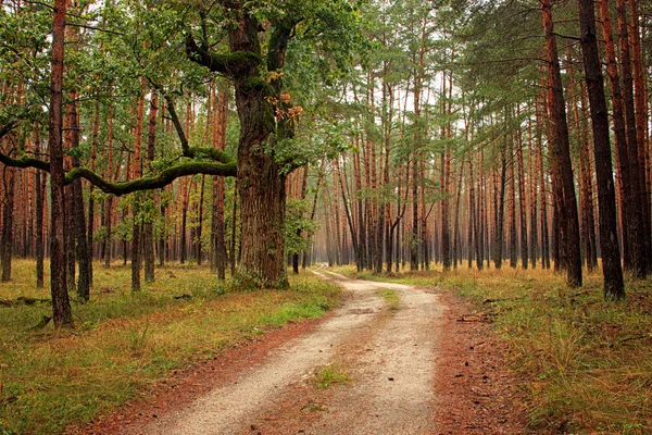 Percorso forestale — Foto Stock