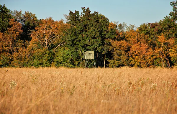 Campo autunnale con alberi colorati — Foto Stock