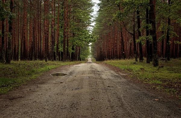 Лесной путь Лицензионные Стоковые Изображения