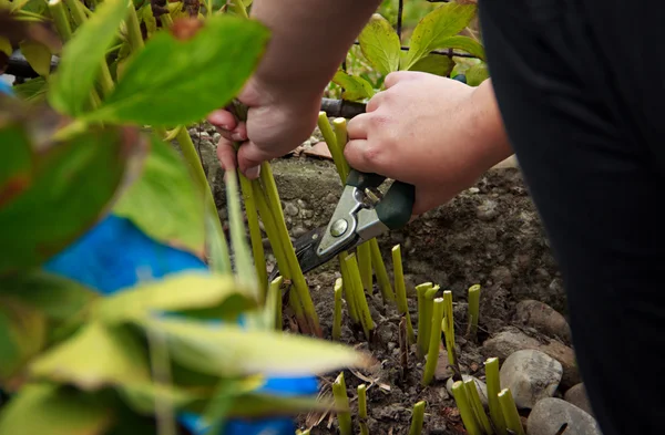 Jardín Otoño Trabajo Fotos De Stock Sin Royalties Gratis