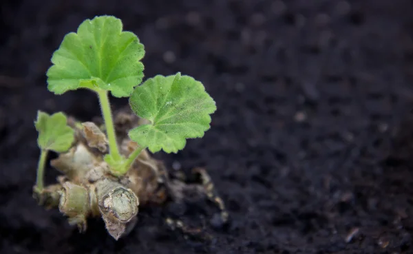 Plante verte d'en haut — Photo