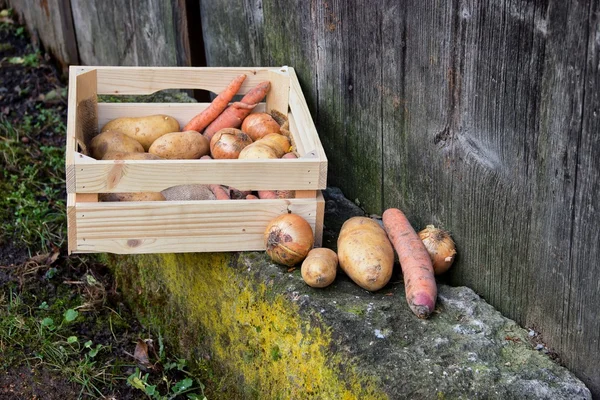 Hortalizas Constistas de Cebollas y Patatas —  Fotos de Stock