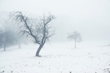 Misty ağaçları kış