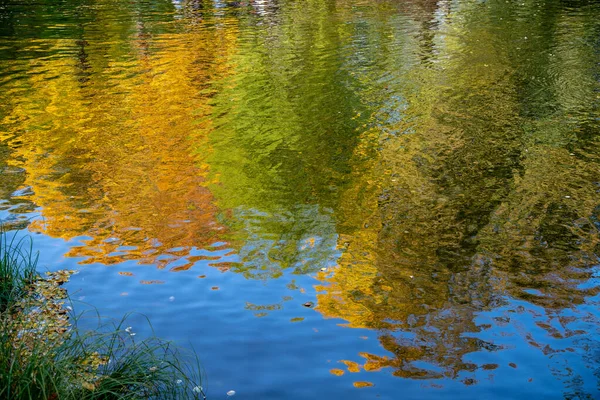 Brillante Reflejo Árboles Otoñales Agua Hojas Amarillas Flotan Superficie Del — Foto de Stock