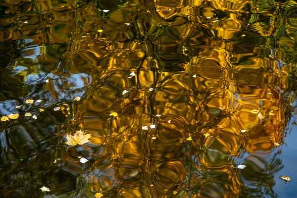 Brillante Reflejo Árboles Otoñales Agua Hojas Amarillas Flotan Superficie Del —  Fotos de Stock
