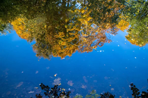 Reflexão Brilhante Árvores Outono Água Folhas Amarelas Flutuam Superfície Água — Fotografia de Stock