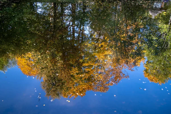 Helle Reflexion Der Herbstbäume Wasser Gelbe Blätter Schwimmen Auf Der — Stockfoto