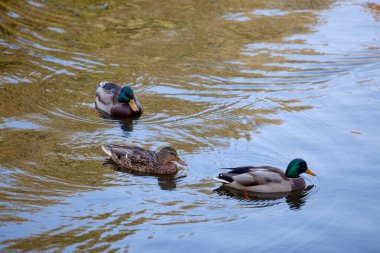 Vahşi ördekler gölette yüzer. Sudaki sonbahar ağaçlarının parlak, mozaik yansıması.