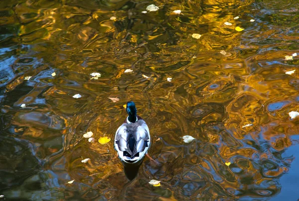 Wildenten Schwimmen Einem Teich Helle Mosaische Reflexion Der Herbstbäume Wasser — Stockfoto