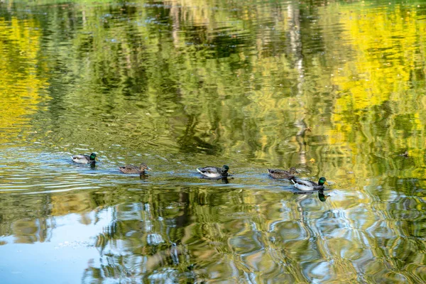 Los Patos Salvajes Nadan Estanque Brillante Reflejo Mosaico Árboles Otoñales — Foto de Stock