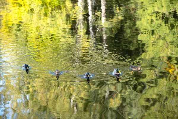 Anatre Selvatiche Nuotano Uno Stagno Luminoso Mosaico Riflesso Alberi Autunnali — Foto Stock