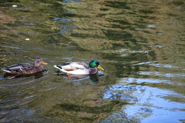 Los Patos Salvajes Nadan Estanque Brillante Reflejo Mosaico Árboles Otoñales — Foto de Stock