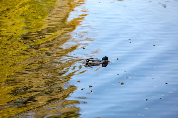 Wild Ducks Swim Pond Bright Mosaic Reflection Autumn Trees Water — Stock Photo, Image