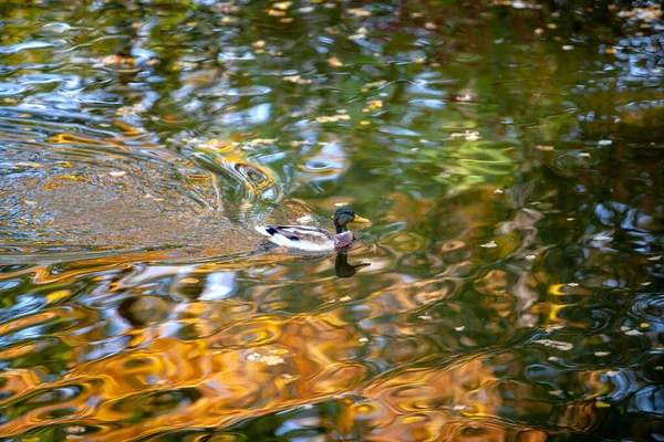 Wildenten Schwimmen Einem Teich Helle Mosaische Reflexion Der Herbstbäume Wasser — Stockfoto