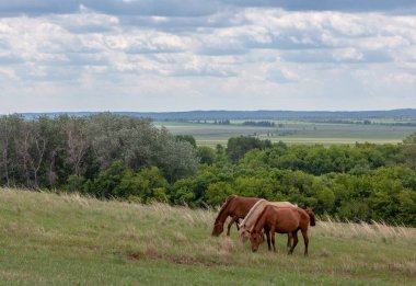 Bashkiria tepeleri. Ovada otlayan atlar.