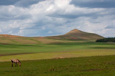 Bashkiria tepeleri. Ovada otlayan atlar.