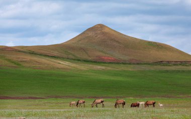 Bashkiria tepeleri. Ovada otlayan atlar.