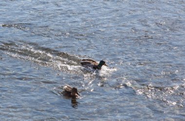 Bir kış günü açık deniz rezervuarındaki vahşi ördekler.