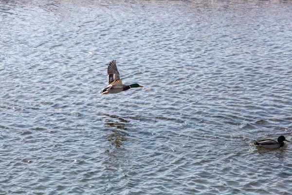 Wild Ducks Open Water Reservoir Winter Day — Stock Photo, Image