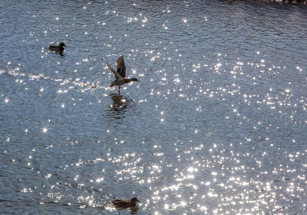 Wildenten Offenen Stausee Einem Wintertag — Stockfoto