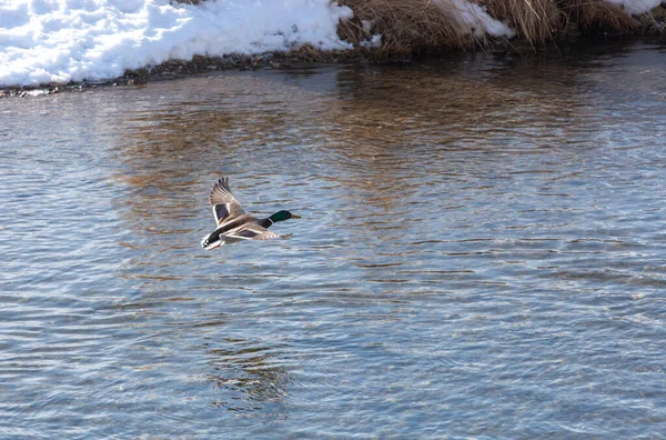 Wild Ducks Open Water Reservoir Winter Day — Stock Photo, Image