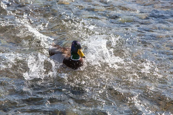 Wild Ducks Open Water Reservoir Winter Day — Stock Photo, Image