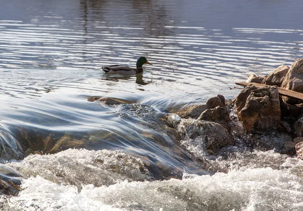 Wild Ducks Open Water Reservoir Winter Day — Stock Photo, Image