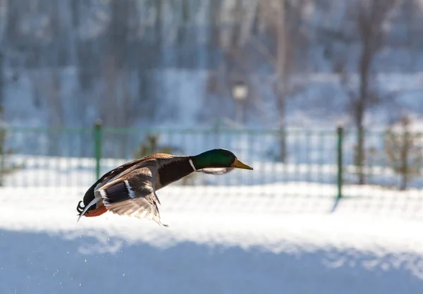 Wild ducks on an open water reservoir on a winter day.