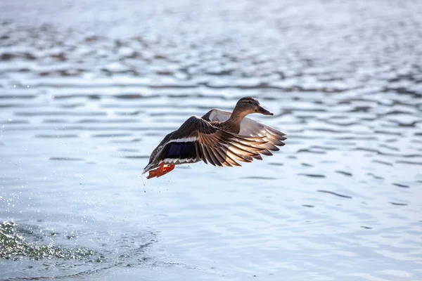 Wild Ducks Open Water Reservoir Winter Day — Stock Photo, Image