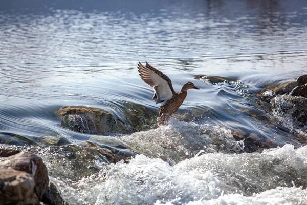 Wild Ducks Open Water Reservoir Winter Day — Stock Photo, Image