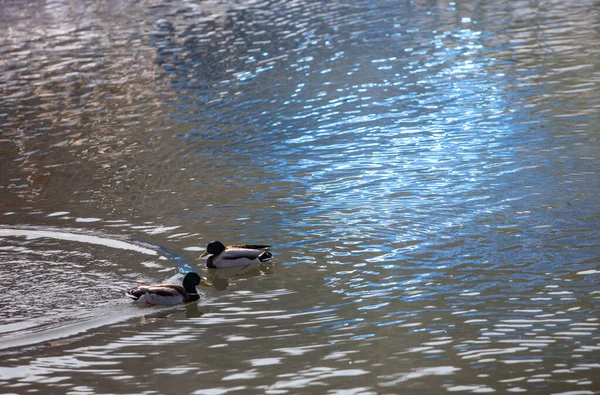 Wild Ducks Open Water Reservoir Winter Day — Stock Photo, Image