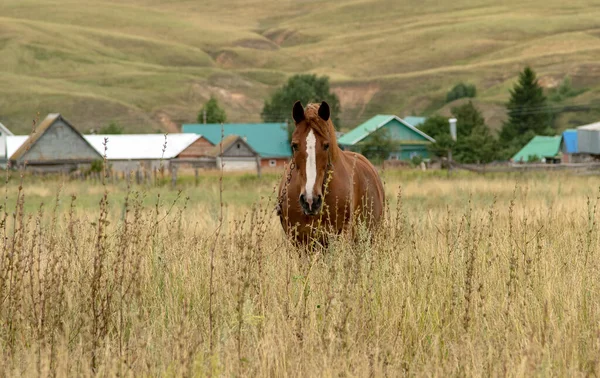 Samotny Koń Wypasa Się Polanie Tle Wioski — Zdjęcie stockowe