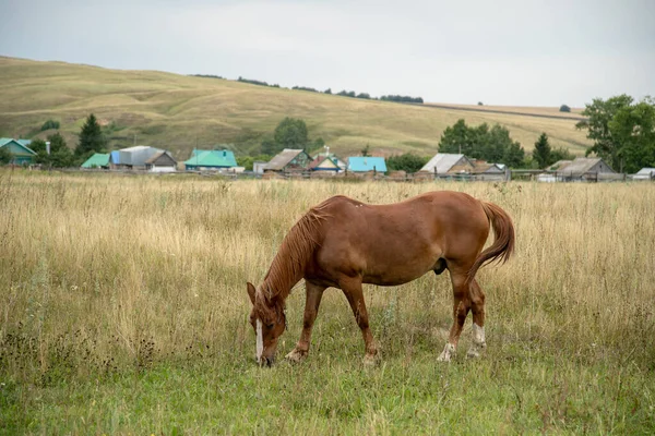 Samotny Koń Wypasa Się Polanie Tle Murawy — Zdjęcie stockowe