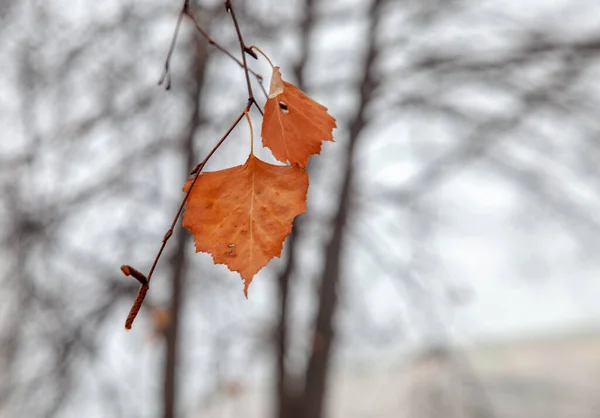 Fin Automne Dans Ville Feuilles Jaunes Simples Sur Fond Flou — Photo