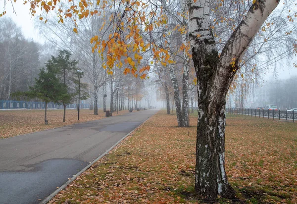 Late Autumn City Fog Rare Leaves Trees — Stock Photo, Image